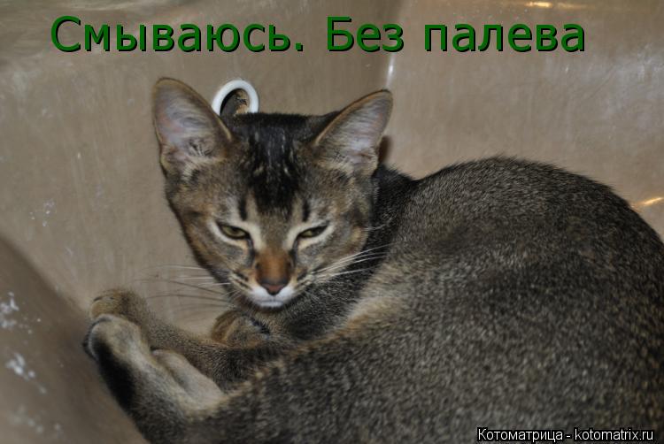 Котоматрица: Смываюсь. Без палева