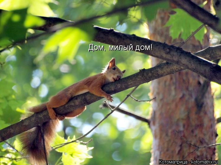Котоматрица: Дом, милый дом!