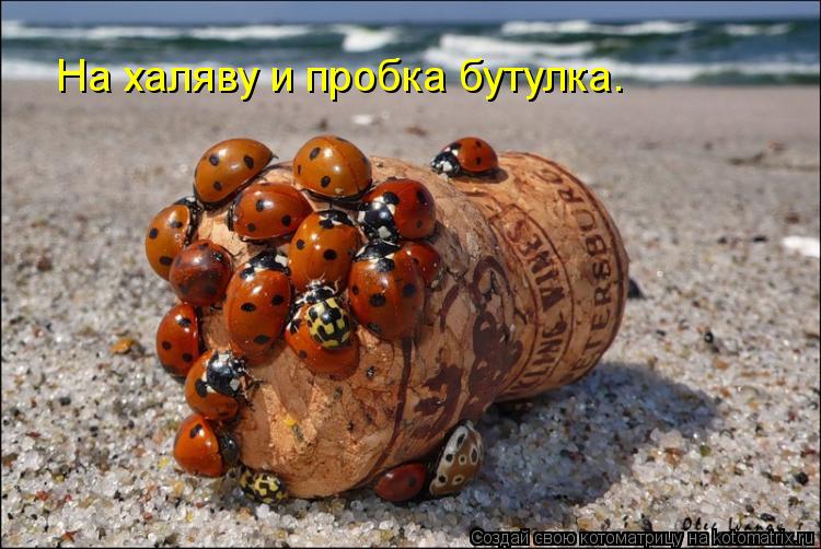 Котоматрица: На халяву и пробка бутулка.