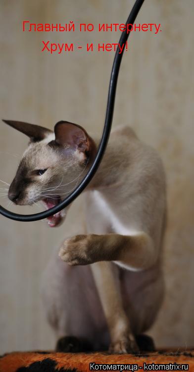 Котоматрица: Главный по интернету. Хрум - и нету!