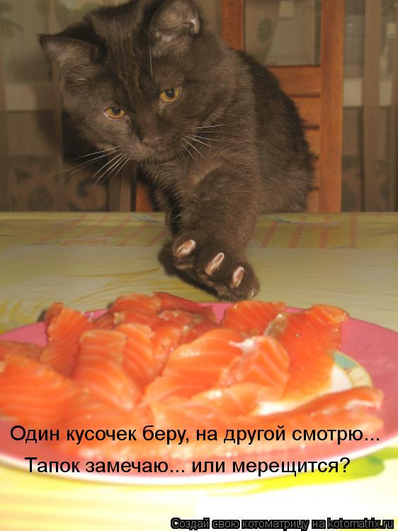 Котоматрица: Один кусочек беру, на другой смотрю... Тапок замечаю... или мерещится?