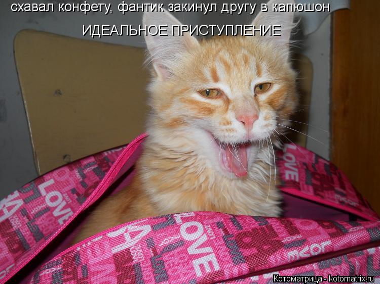Котоматрица: схавал конфету, фантик закинул другу в капюшон ИДЕАЛЬНОЕ ПРИСТУПЛЕНИЕ