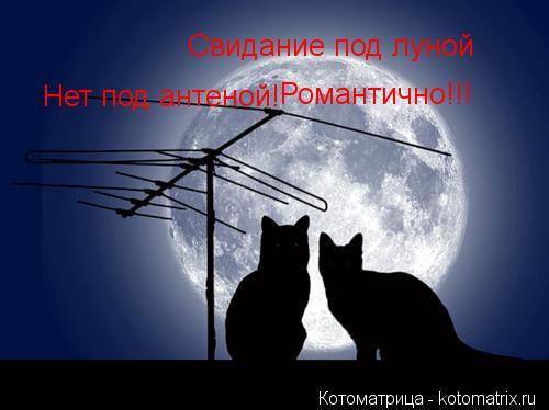Котоматрица: Свидание под луной Нет под антеной! Романтично!!!