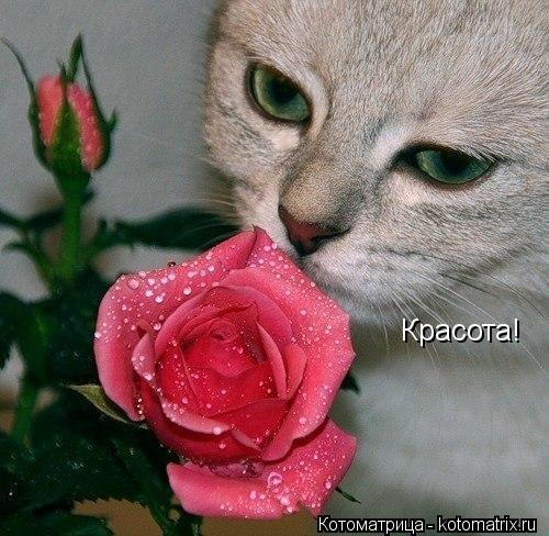 Котоматрица: Красота!