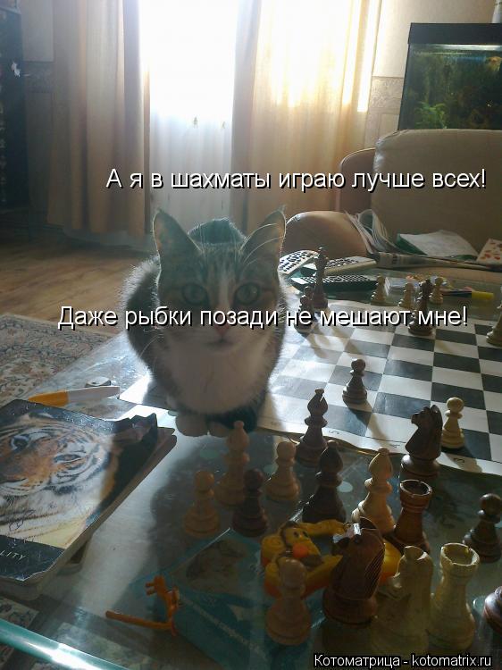 Котоматрица: А я в шахматы играю лучше всех!  Даже рыбки позади не мешают мне!