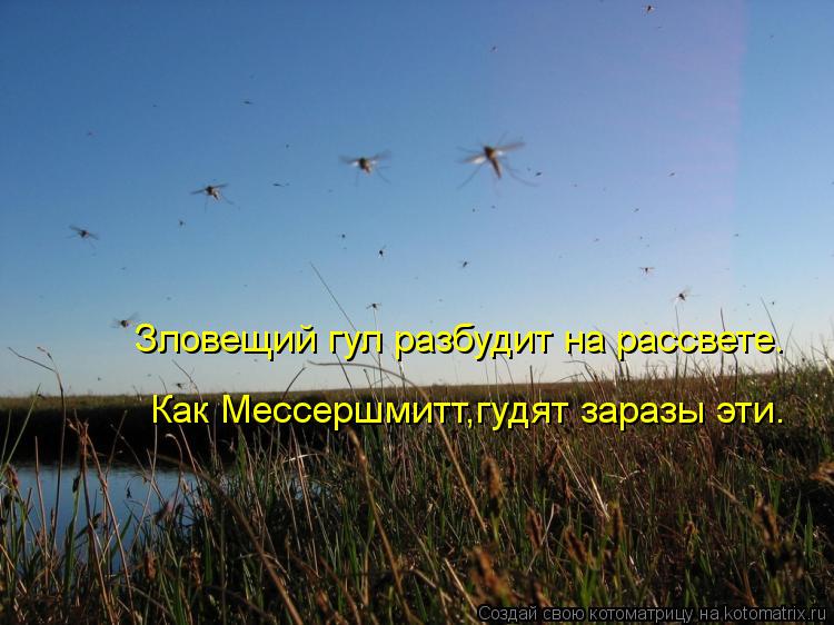 Котоматрица: Зловещий гул разбудит на рассвете. Как Мессершмитт,гудят заразы эти.