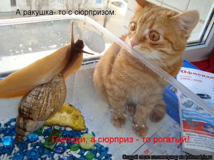 Котоматрица: А ракушка- то с сюрпризом.   Господи, а сюрприз - то рогатый!