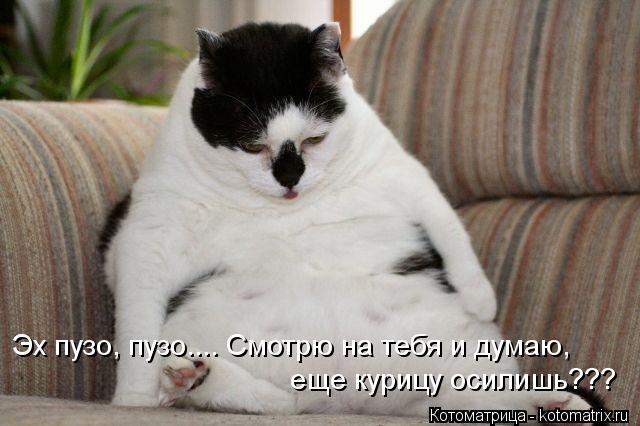 Котоматрица: Эх пузо, пузо.... Смотрю на тебя и думаю, еще курицу осилишь???