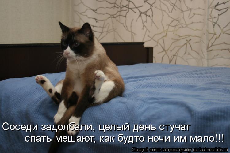 Котоматрица: Соседи задолбали, целый день стучат спать мешают, как будто ночи им мало!!!