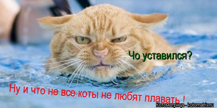 Котоматрица: Чо уставился? Ну и что не все коты не любят плавать !