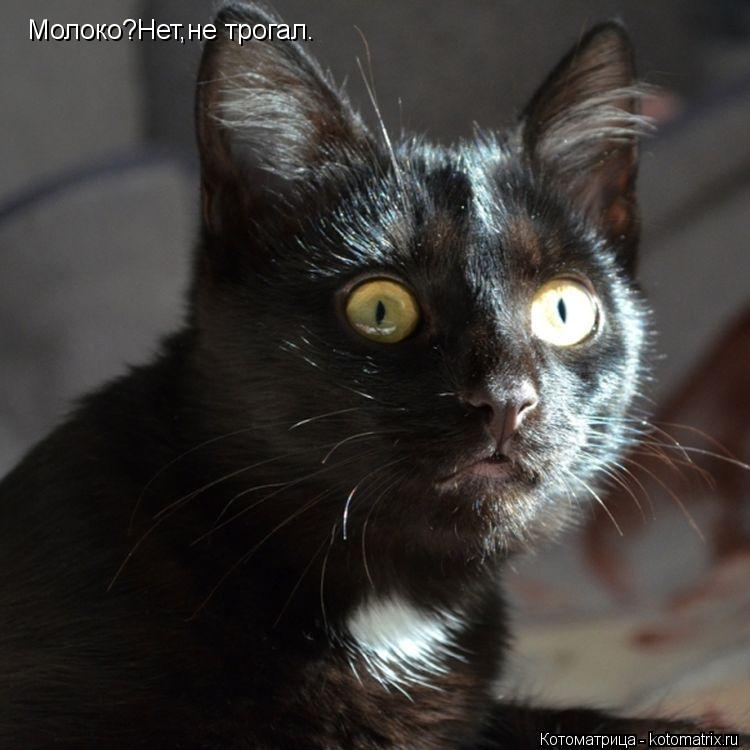 Котоматрица: Молоко?Нет,не трогал.