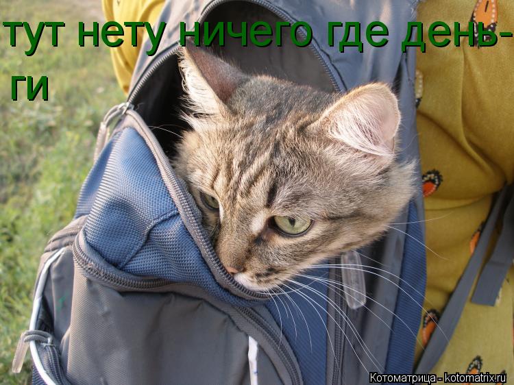 Котоматрица: тут нету ничего где день- ги