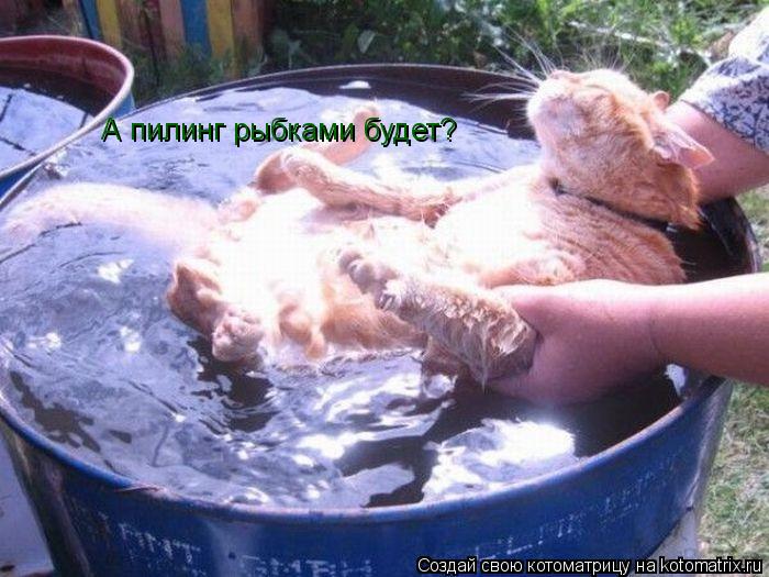 Котоматрица: А пилинг рыбками будет?