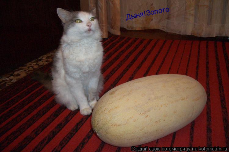 Котоматрица: Дыня!Золото