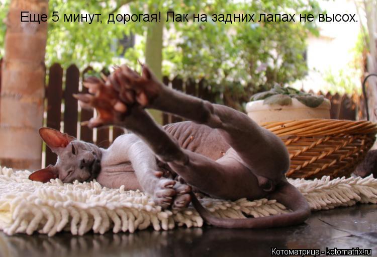 Котоматрица: Еще 5 минут, дорогая! Лак на задних лапах не высох.