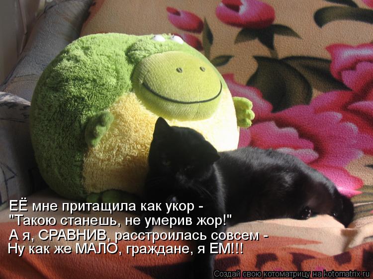 Котоматрица: ЕЁ мне притащила как укор - "Такою станешь, не умерив жор!" А я, СРАВНИВ, расстроилась совсем - Ну как же МАЛО, граждане, я ЕМ!!!