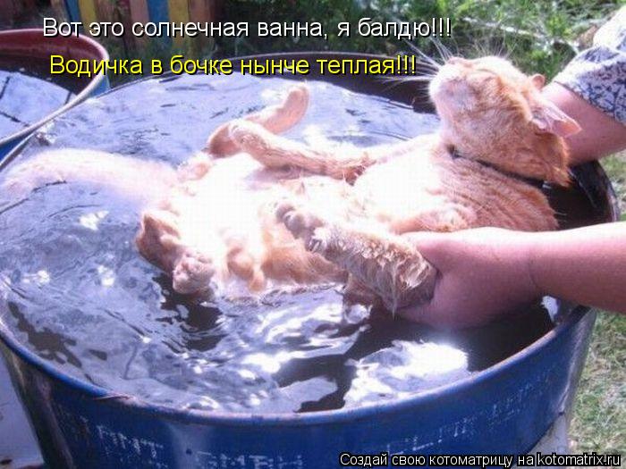 Котоматрица: Вот это солнечная ванна, я балдю!!! Водичка в бочке нынче теплая!!!