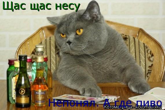 Котоматрица: Непонял. А где пиво Щас щас несу