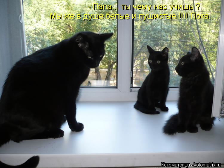 Котоматрица: - Папа... ты чему нас учишь ? Мы же в душе белые и пушистые !!!! Пока....