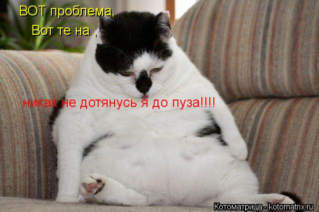 Котоматрица: ВОТ проблема,  Вот те на ,    никак не дотянусь я до пуза!!!!