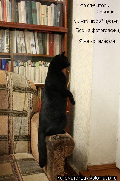 Котоматрица: Что случилось,  где и как,  Все на фотографии, угляжу любой пустяк, Я же котомафия!