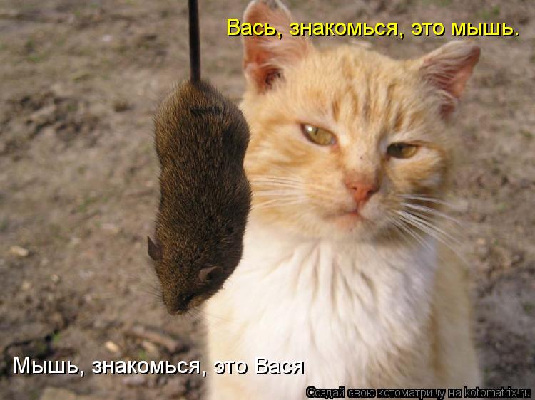 Котоматрица: Вась, знакомься, это мышь. Мышь, знакомься, это Вася