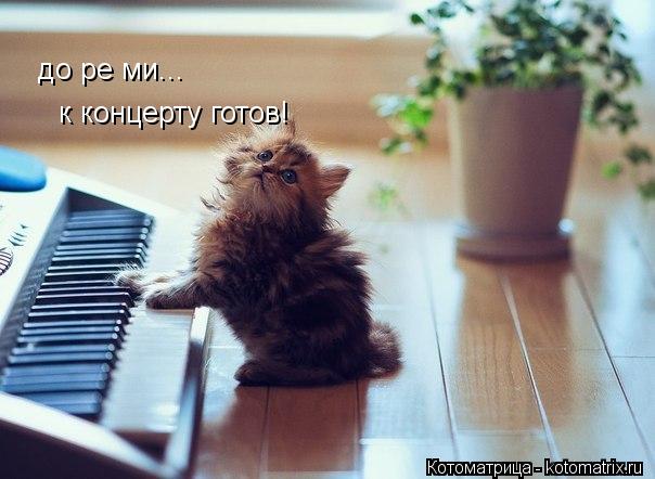 Котоматрица: до ре ми... к концерту готов!