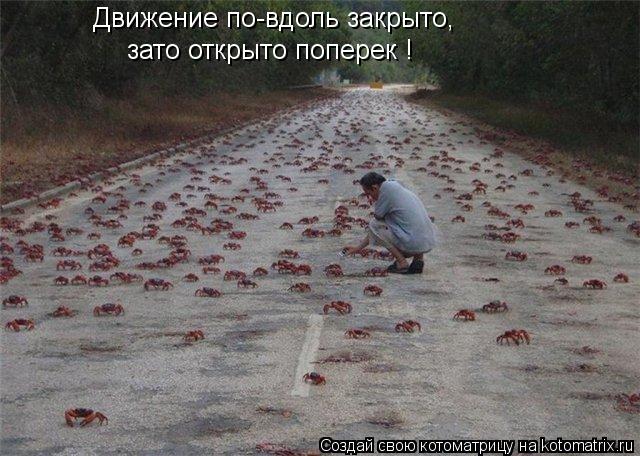 Котоматрица: Движение по-вдоль закрыто, зато открыто поперек !