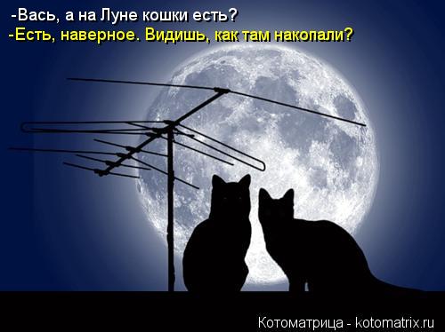Котоматрица: -Вась, а на Луне кошки есть? -Есть, наверное. Видишь, как там накопали?