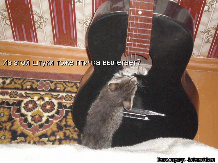 Котоматрица: Из этой штуки тоже птичка вылетает?