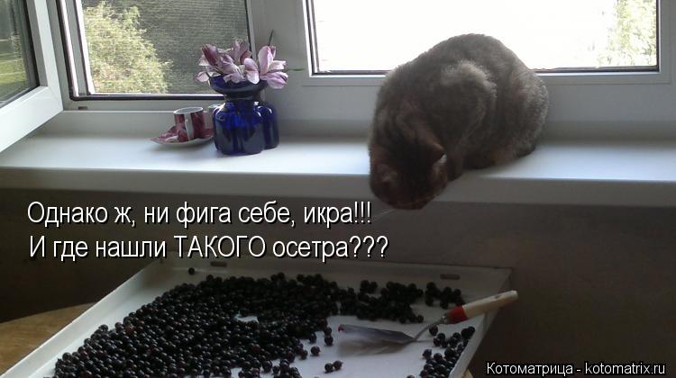 Котоматрица: Однако ж, ни фига себе, икра!!! И где нашли ТАКОГО осетра???