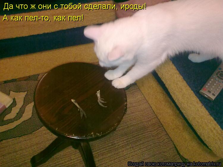 Котоматрица: Да что ж они с тобой сделали, ироды! А как пел-то, как пел!