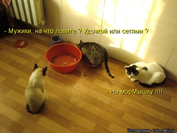 Котоматрица: - Мужики, на что ловите ? Удочкой или сетями ? - На морМышку !!!!