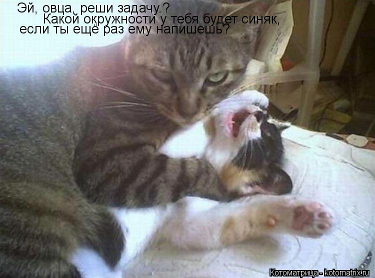 Котоматрица: Эй, овца, реши задачу.? Какой окружности у тебя будет синяк,  если ты ещё раз ему напишешь?