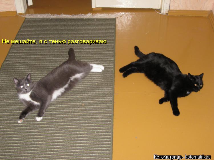 Котоматрица: Не мешайте, я с тенью разговариваю
