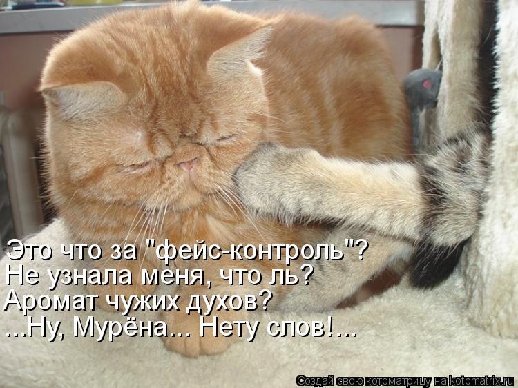 Котоматрица: Это что за "фейс-контроль"? Не узнала меня, что ль? Аромат чужих духов? ...Ну, Мурёна... Нету слов!...