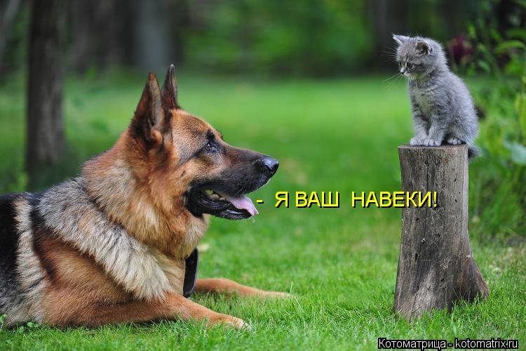 Котоматрица: -  Я ВАШ  НАВЕКИ! -  Я ВАШ  НАВЕКИ!