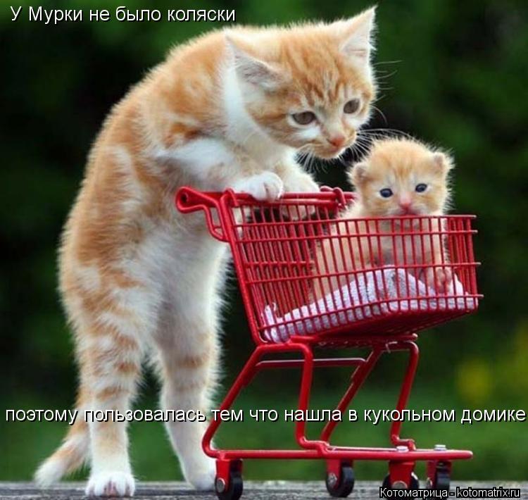 Котоматрица: У Мурки не было коляски поэтому пользовалась тем что нашла в кукольном домике