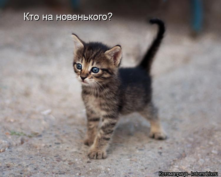 Котоматрица: Кто на новенького?