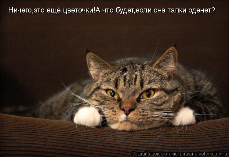 Котоматрица: Ничего,это ещё цветочки!А что будет,если она тапки оденет?
