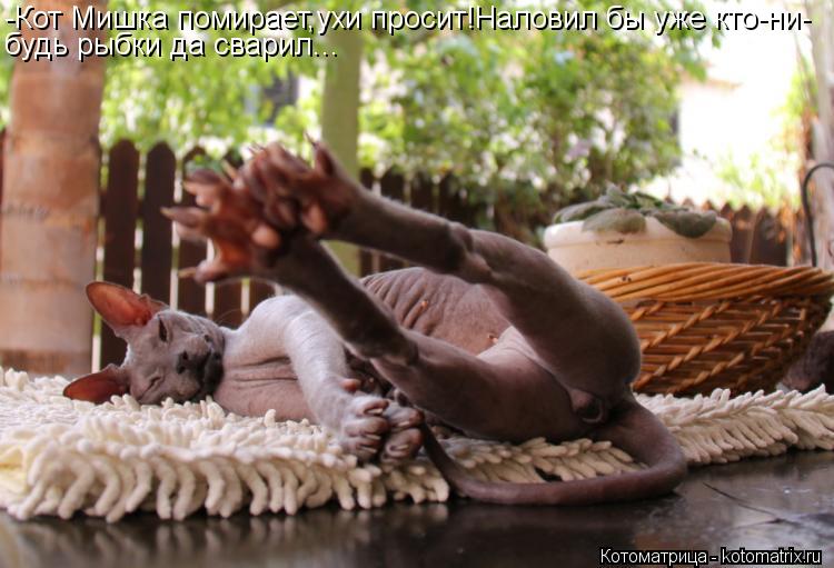 Котоматрица: -Кот Мишка помирает,ухи просит!Наловил бы уже кто-ни- будь рыбки да сварил...
