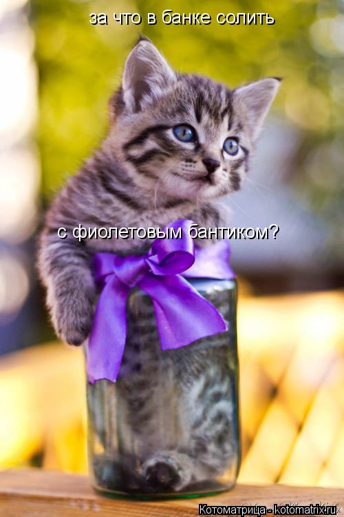 Котоматрица: за что в банке солить с фиолетовым бантиком?