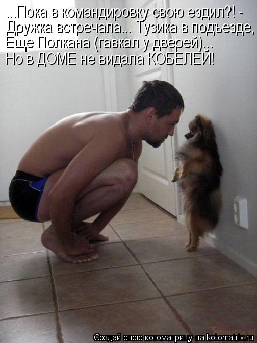Котоматрица: ...Пока в командировку свою ездил?! - Дружка встречала... Тузика в подъезде, Еще Полкана (гавкал у дверей)... Но в ДОМЕ не видала КОБЕЛЕЙ!