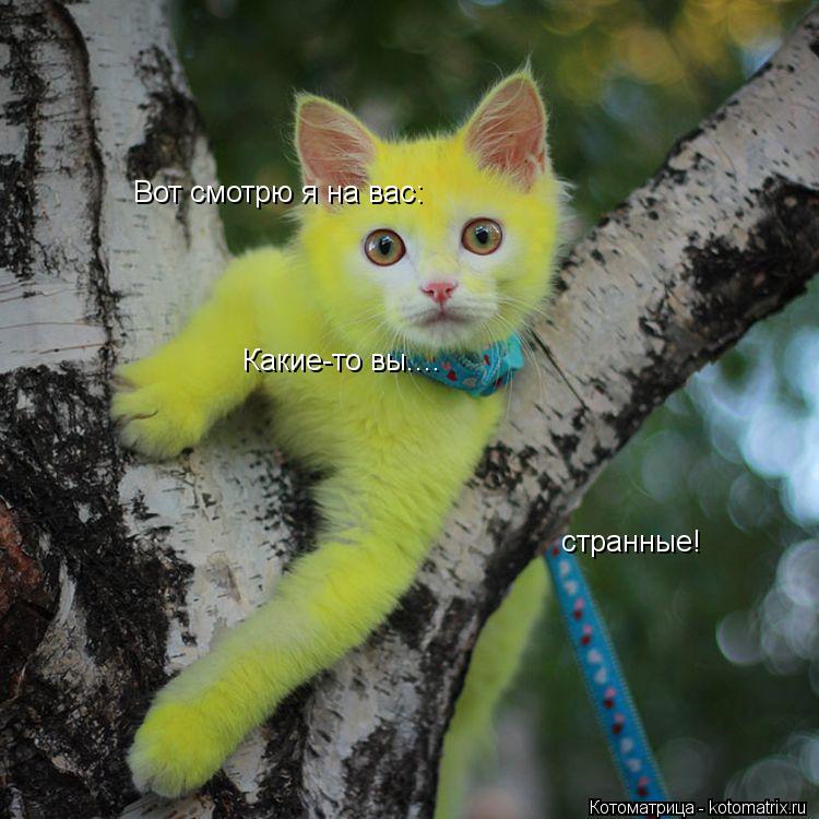 Котоматрица: Вот смотрю я на вас:  Какие-то вы.... странные!