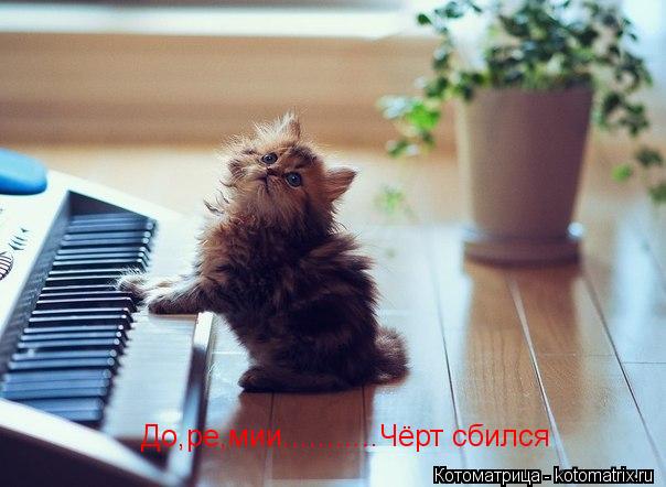 Котоматрица: До,ре,мии...........Чёрт сбился
