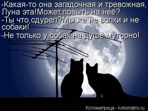 Котоматрица: -Какая-то она загадочная и тревожная, Луна эта!Может,повыть на неё? -Ты что,сдурел?Мы же не волки и не собаки! -Не только у собак на душе муторн