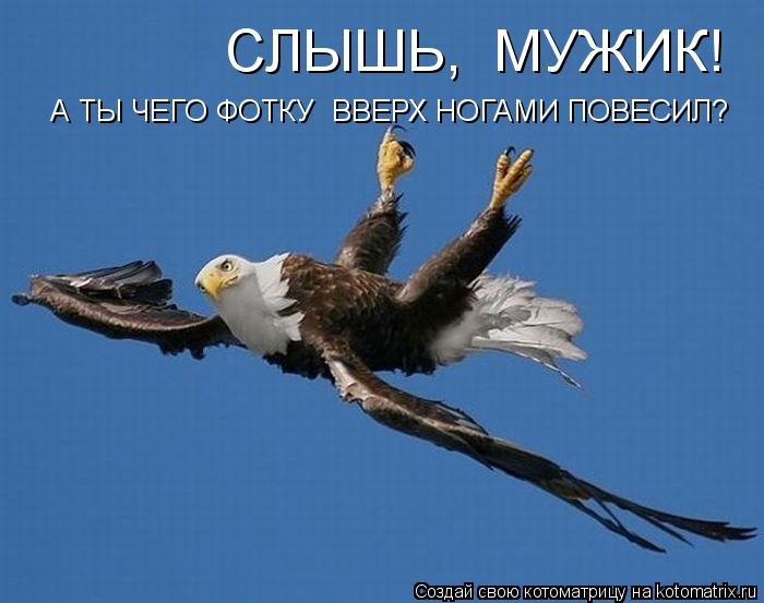 Котоматрица: СЛЫШЬ,  МУЖИК! А ТЫ ЧЕГО ФОТКУ  ВВЕРХ НОГАМИ ПОВЕСИЛ?