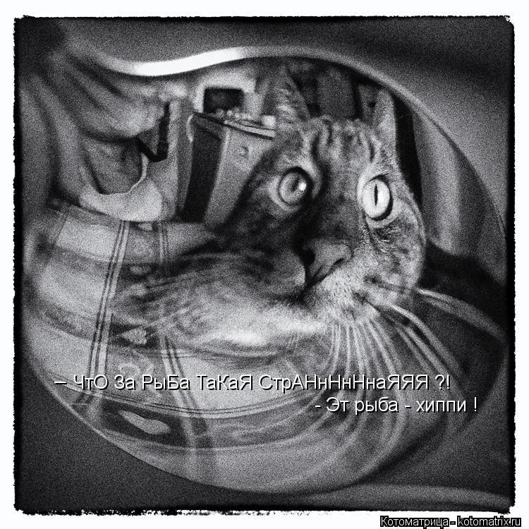 Котоматрица: ЧтО За РыБа ТаКаЯ СтрАНнНнНнаЯЯЯ ?! _ - Эт рыба - хиппи !