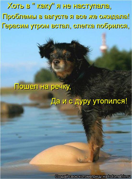 Котоматрица: Хоть в " каку" я не наступала, Проблемы в августе я все же ожидала! Герасим утром встал, слегка побрился, Пошел на речку, Да и с дуру утопился!