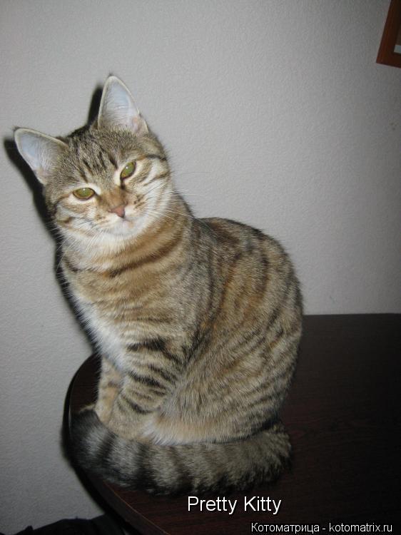 Котоматрица: Pretty Kitty